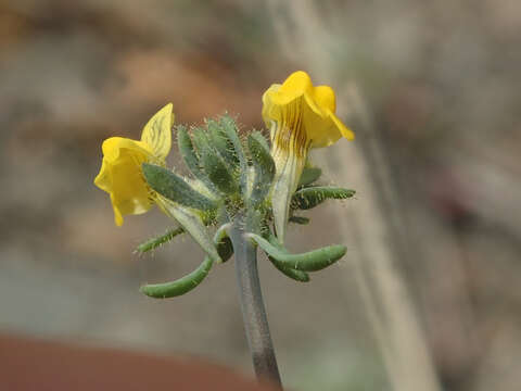 Слика од Linaria simplex (Willd.) DC.