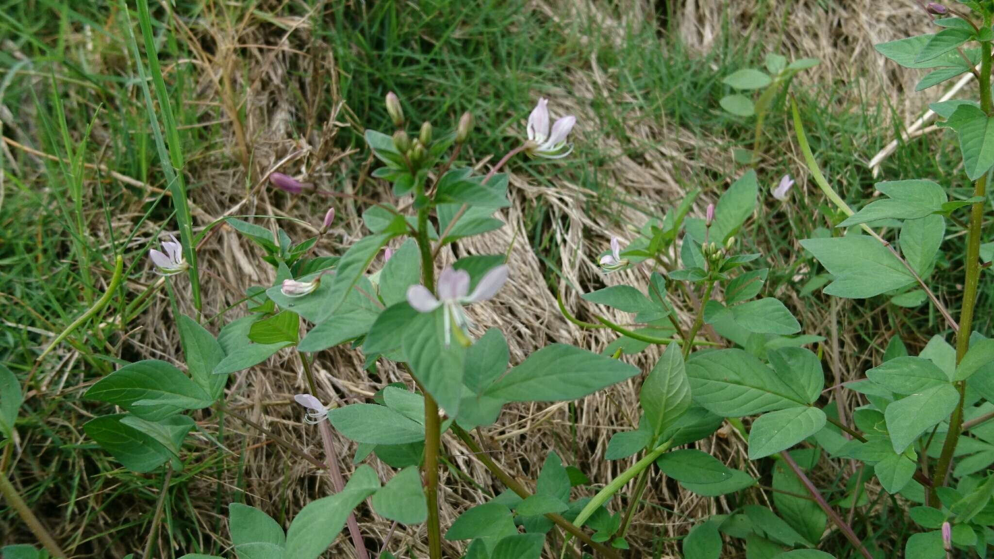 Imagem de Sieruela rutidosperma (DC.) Roalson & J. C. Hall