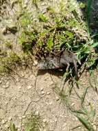 Image of greater white-toothed shrew, house shrew