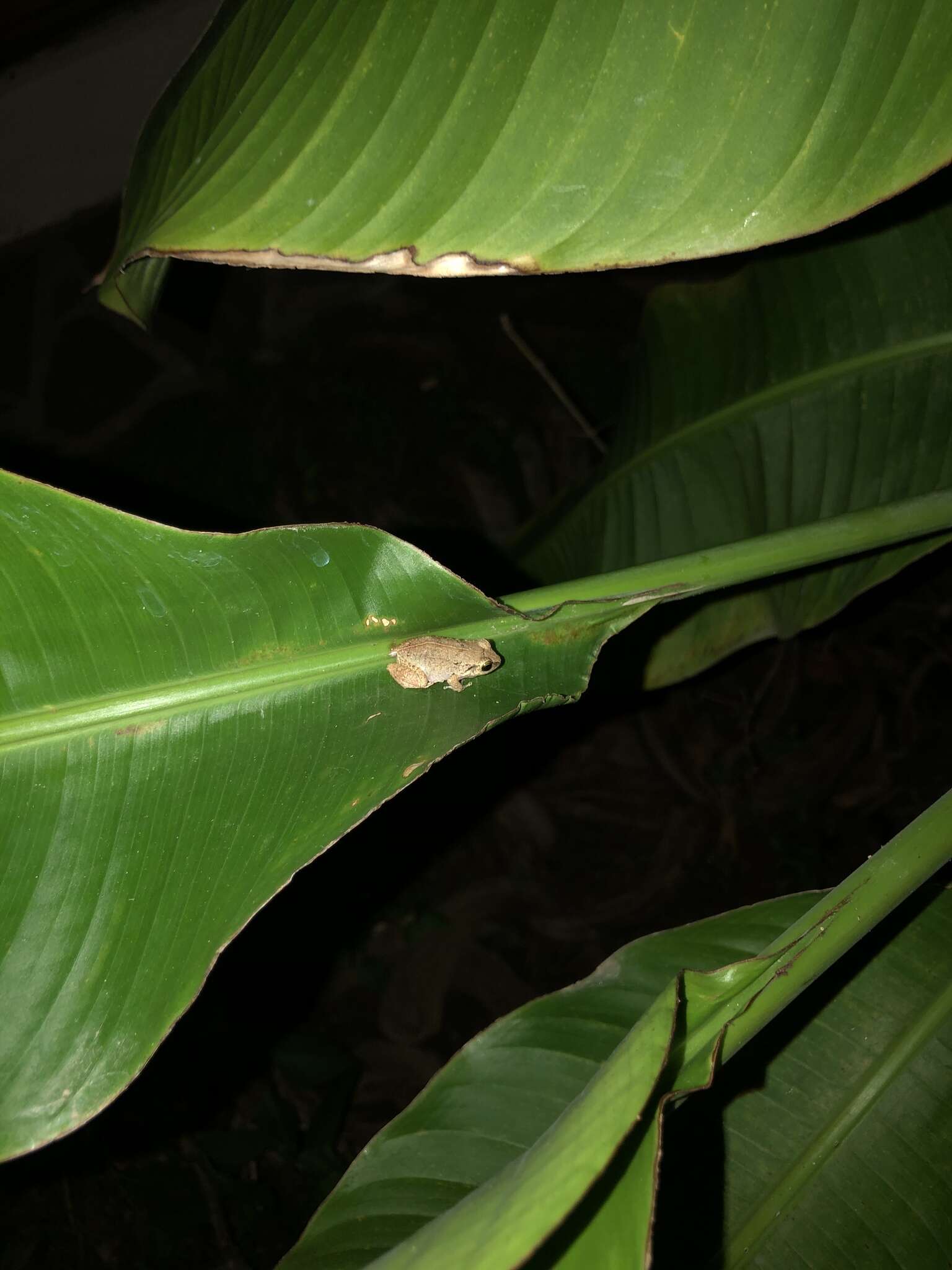 Image of Johnstone's Robber Frog