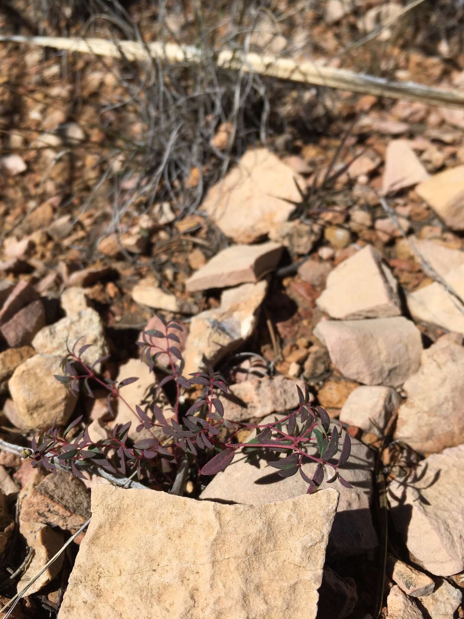 Слика од Euphorbia chaetocalyx (Boiss.) Tidestr.