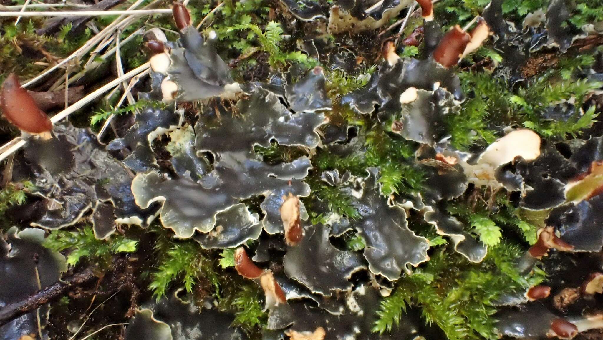 Image of Peltigera dolichorhiza (Nyl.) Nyl.