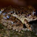 Image of Gaboon Forest Frog