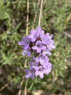 Image of Thymus villosus L.