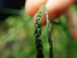 Image of Carex incisa Boott
