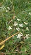 Imagem de Pimpinella saxifraga L.