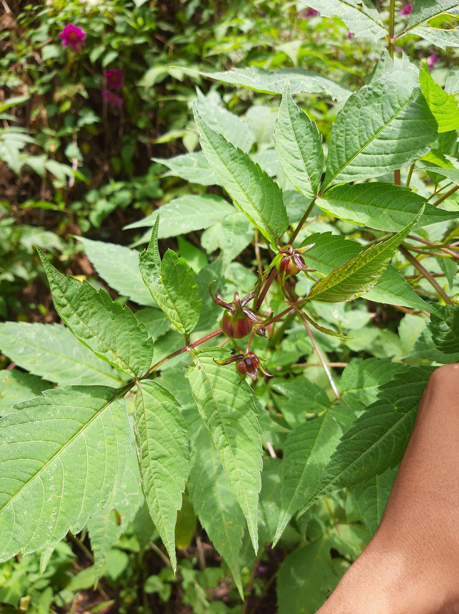 Image of Dahlia tenuicaulis P. D. Sorensen