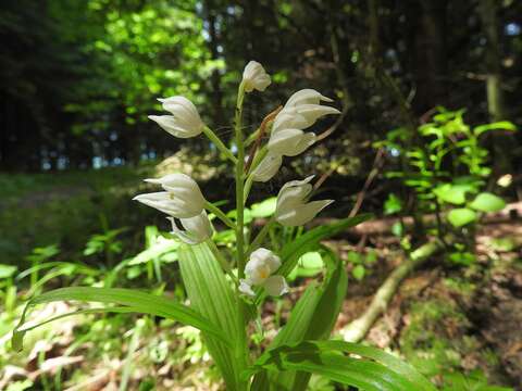 Image of Sword-leaved helleborine