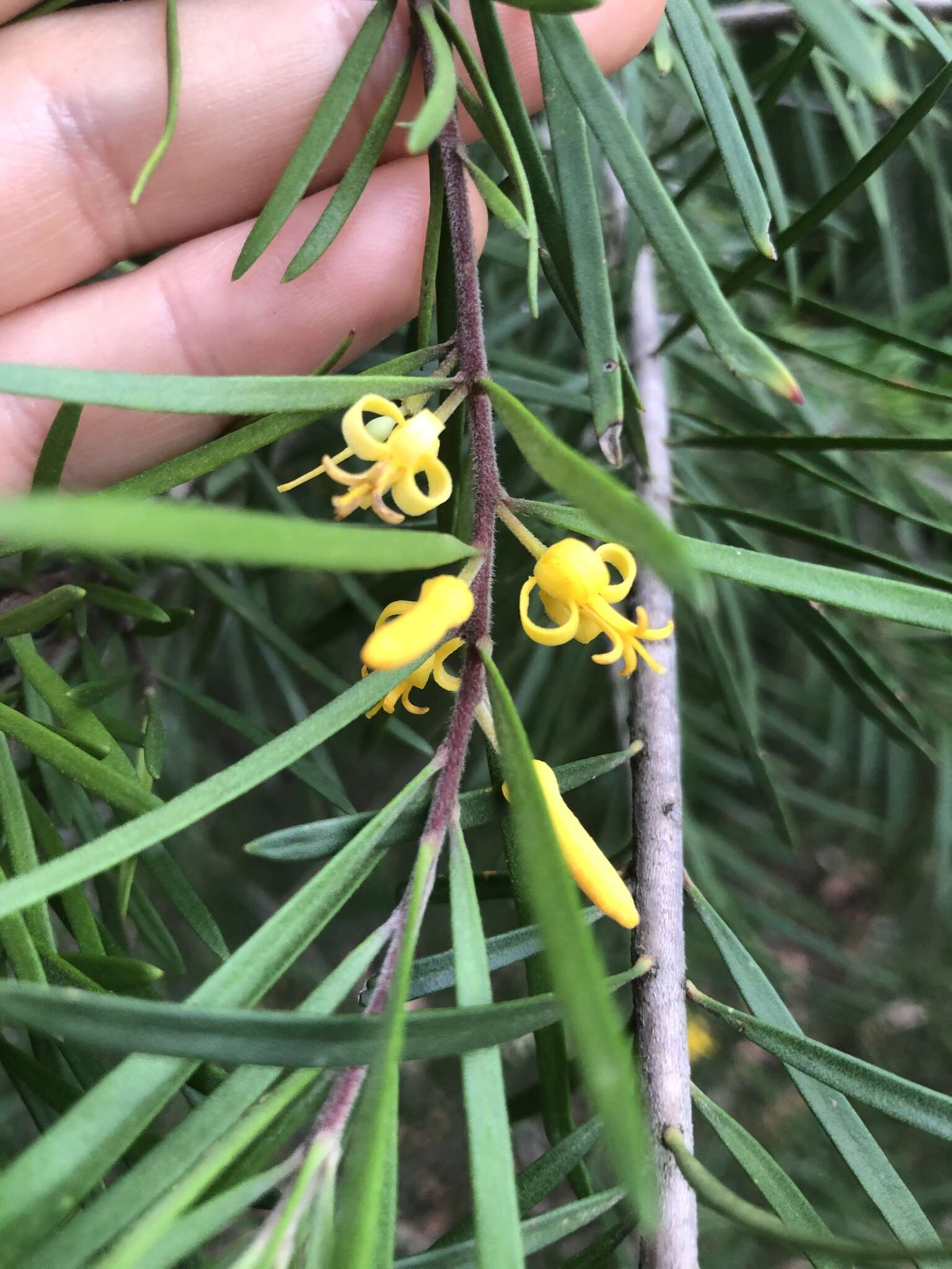 Plancia ëd Persoonia linearis Andr.