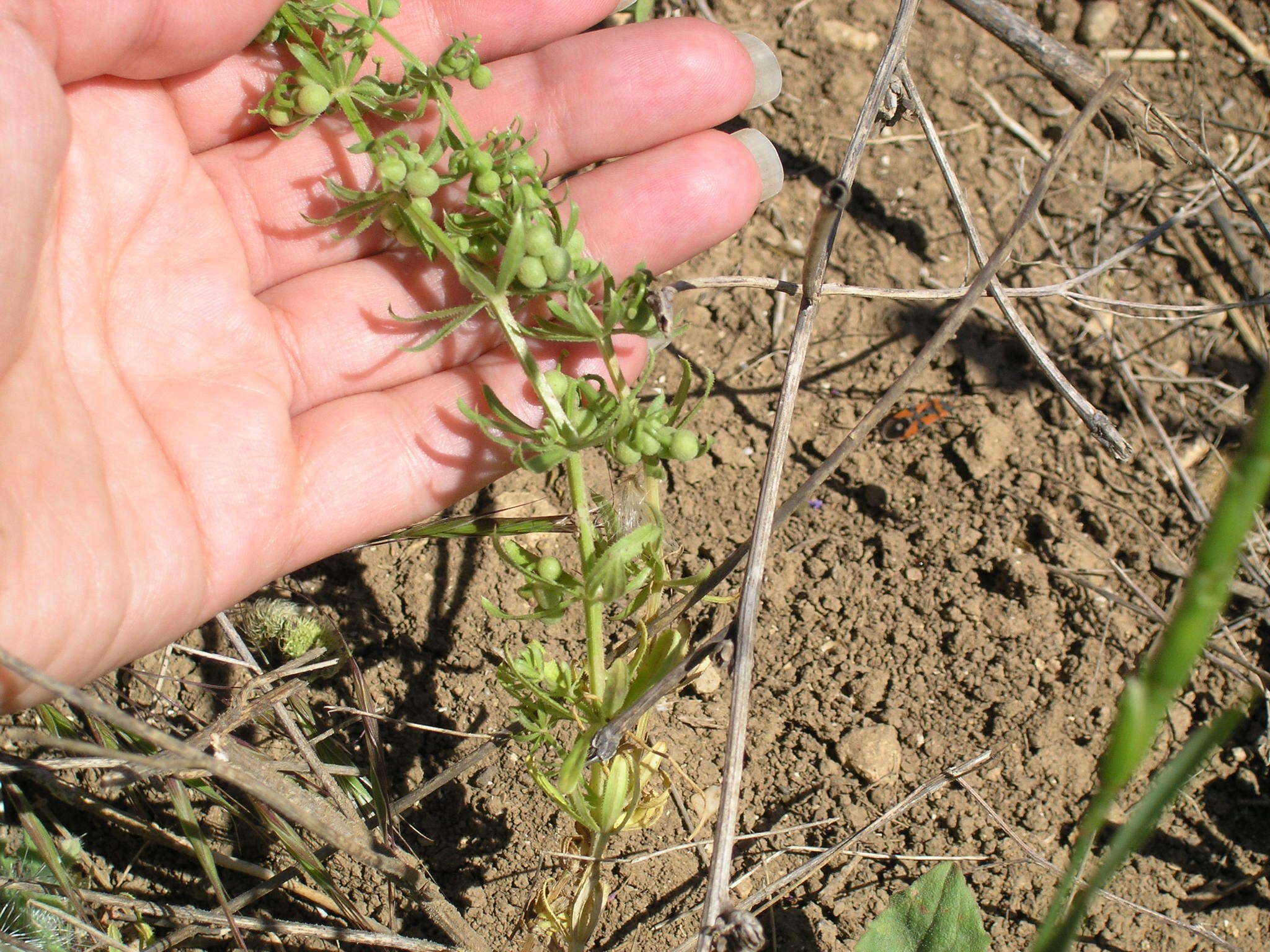 Plancia ëd Galium tricornutum Dandy