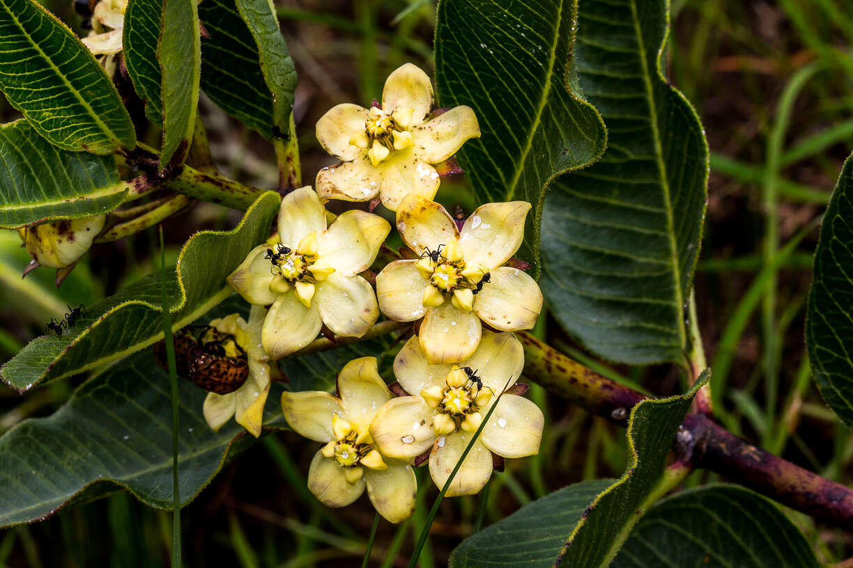 Image of Pachycarpus acidostelma M. Glen & Nicholas