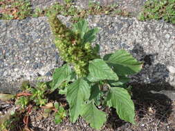 Image of redroot amaranth