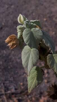 صورة Abutilon abutiloides (Jacq.) Garcke