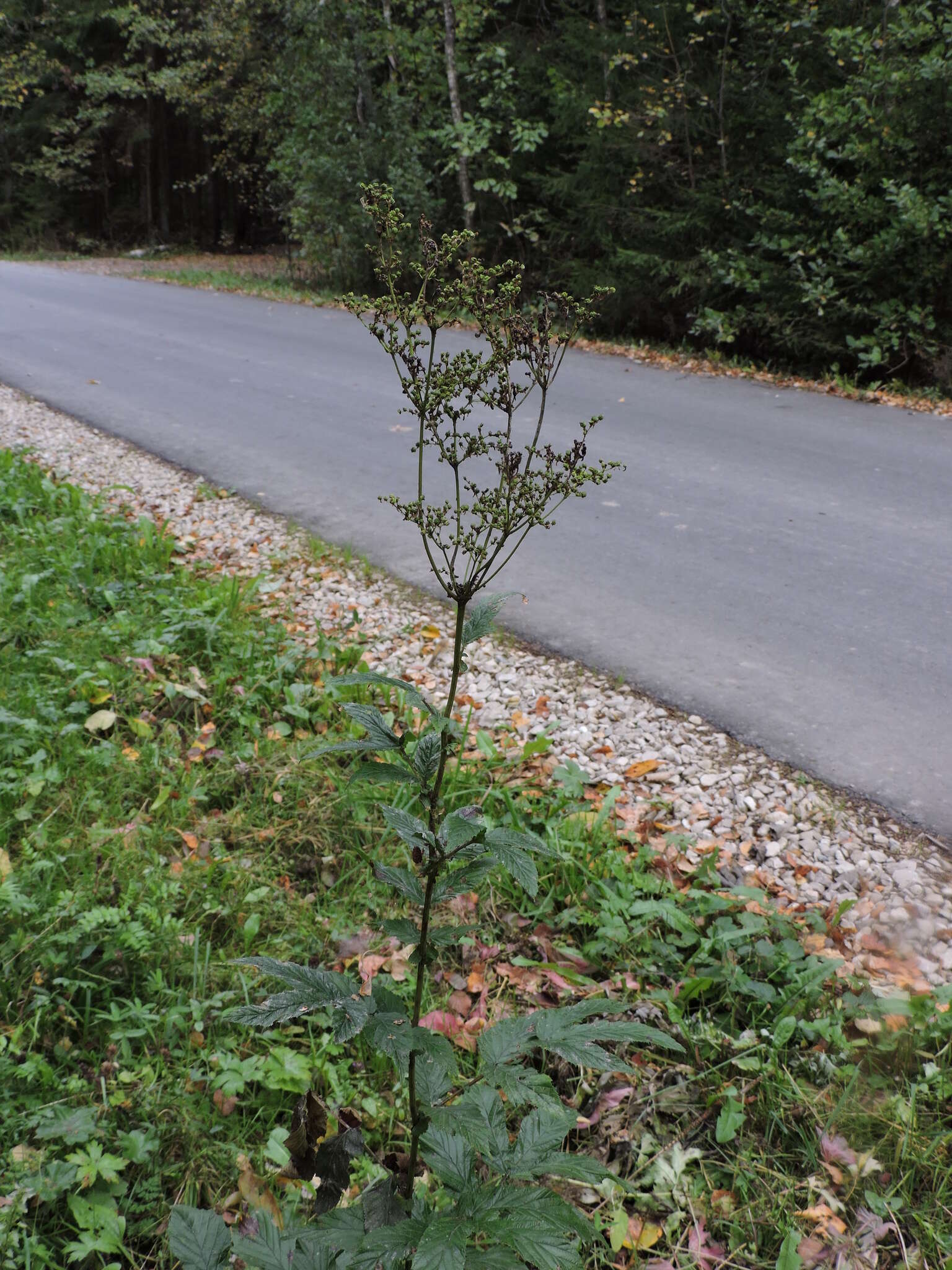 Image de Filipendula ulmaria subsp. denudata (J. & C. Presl) Hayek