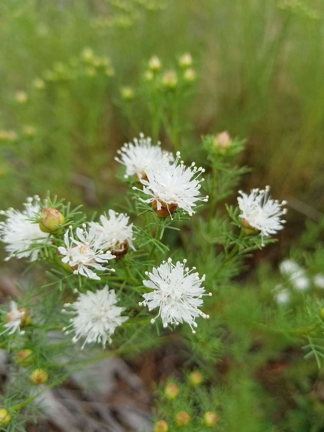 Dalea pinnata var. pinnata resmi