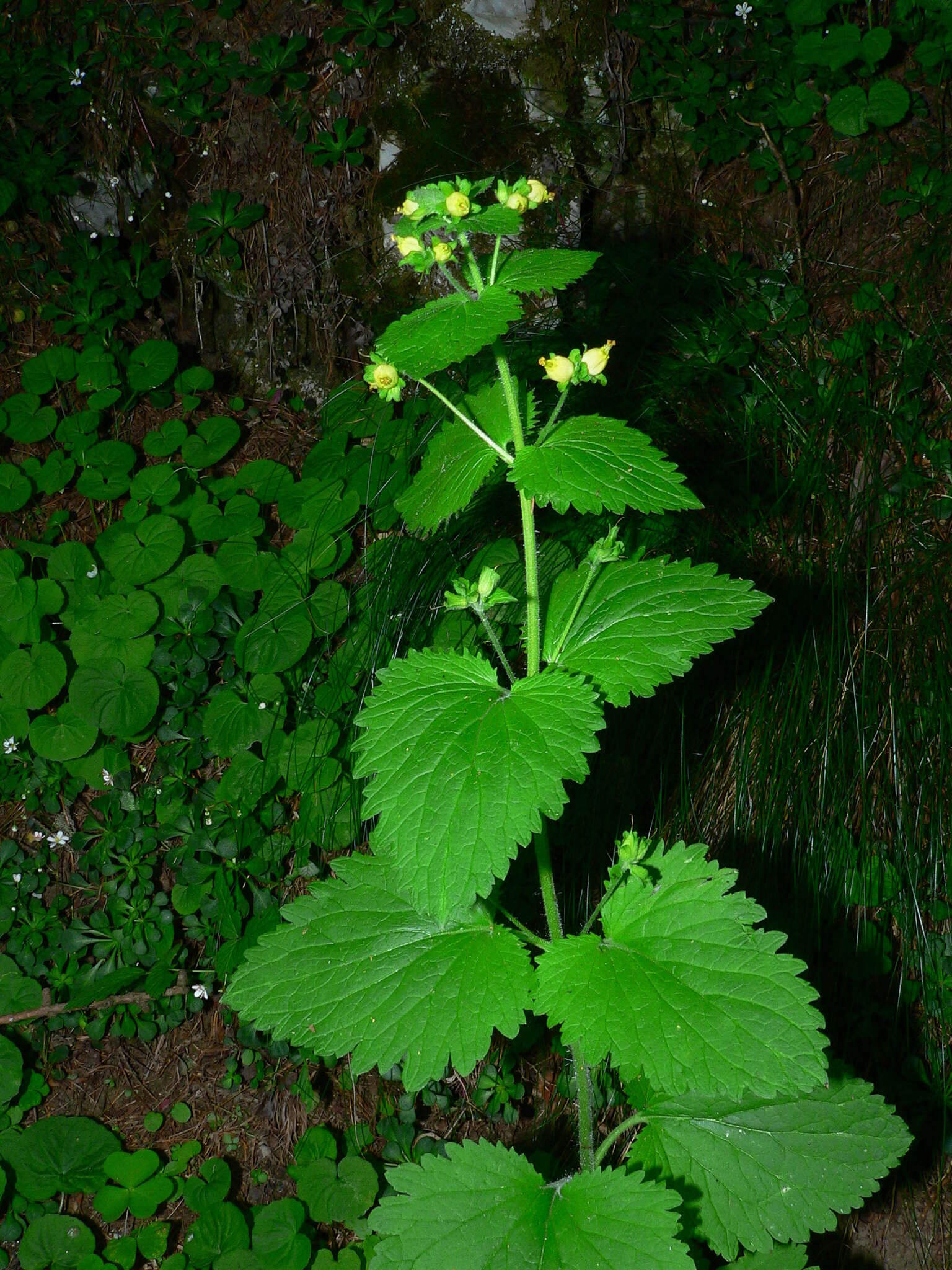 Image de Scrophularia vernalis L.