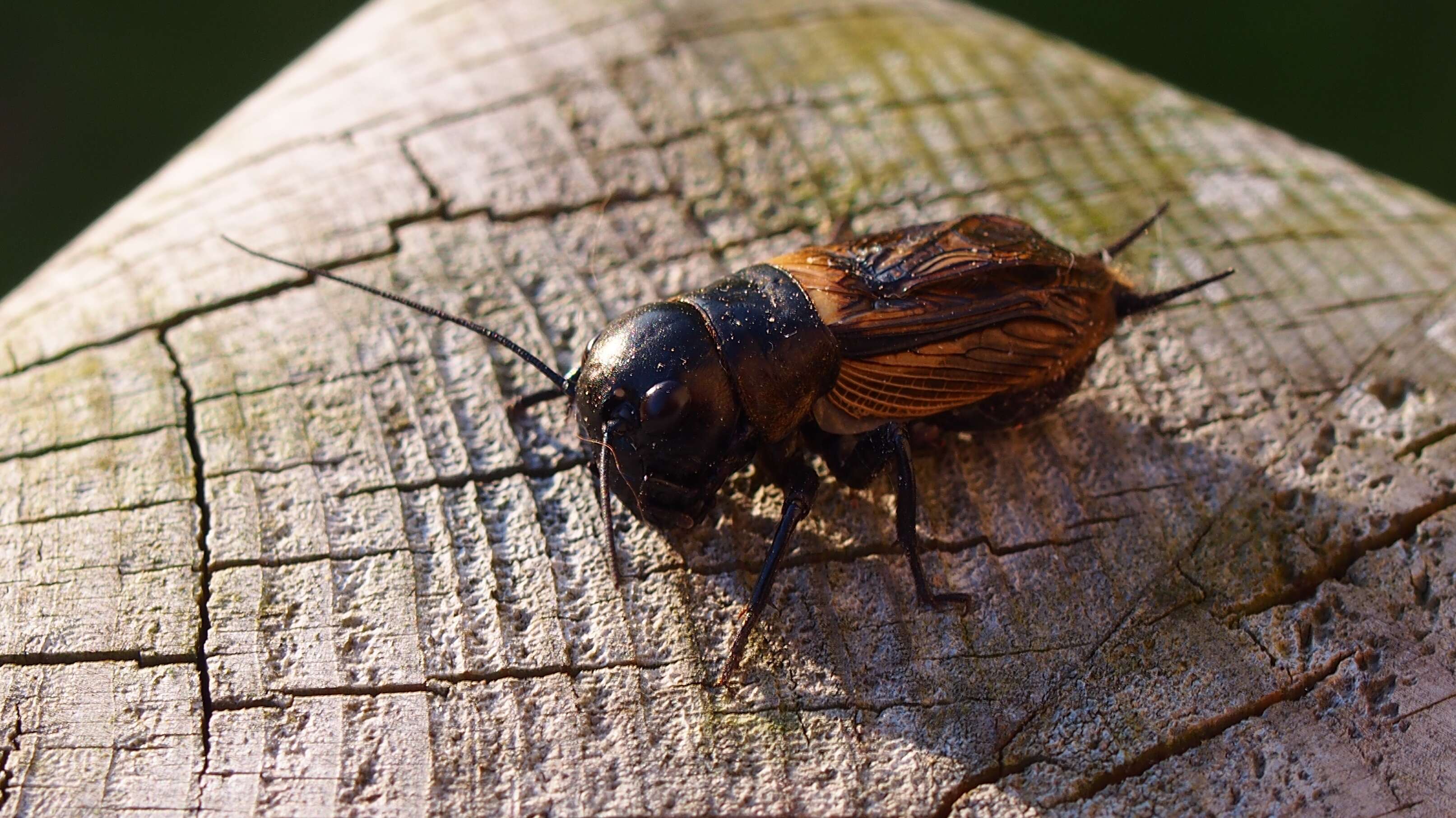 Image of Field cricket