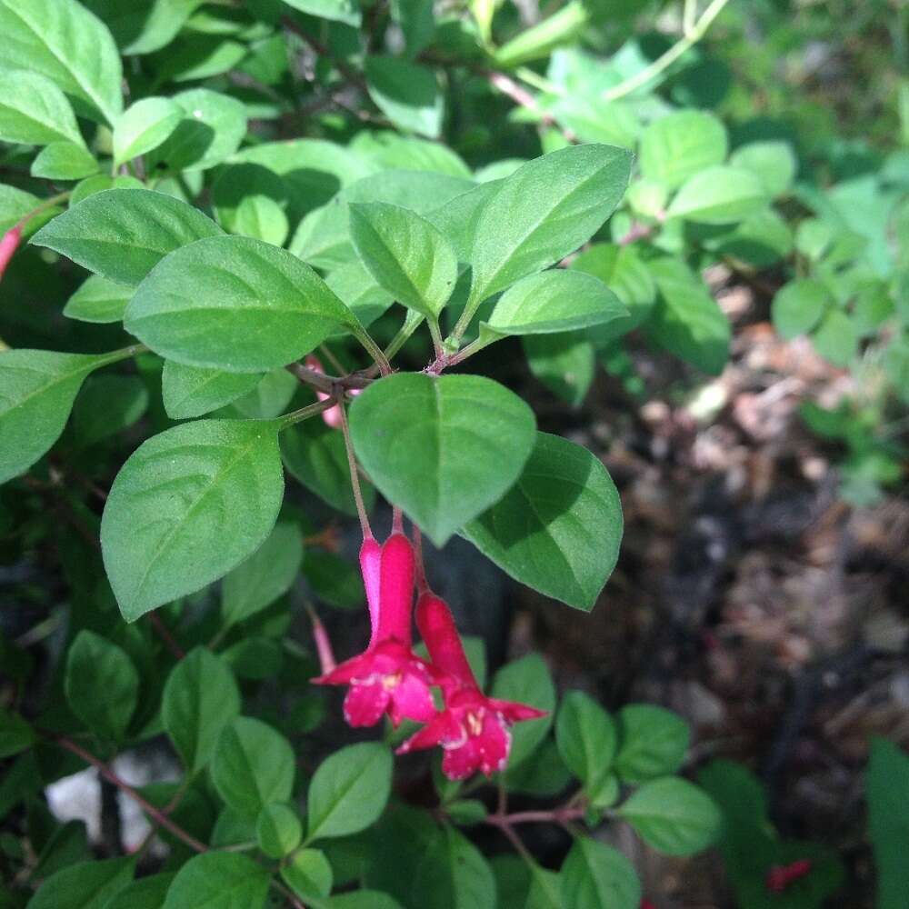 Image of Fuchsia thymifolia Kunth