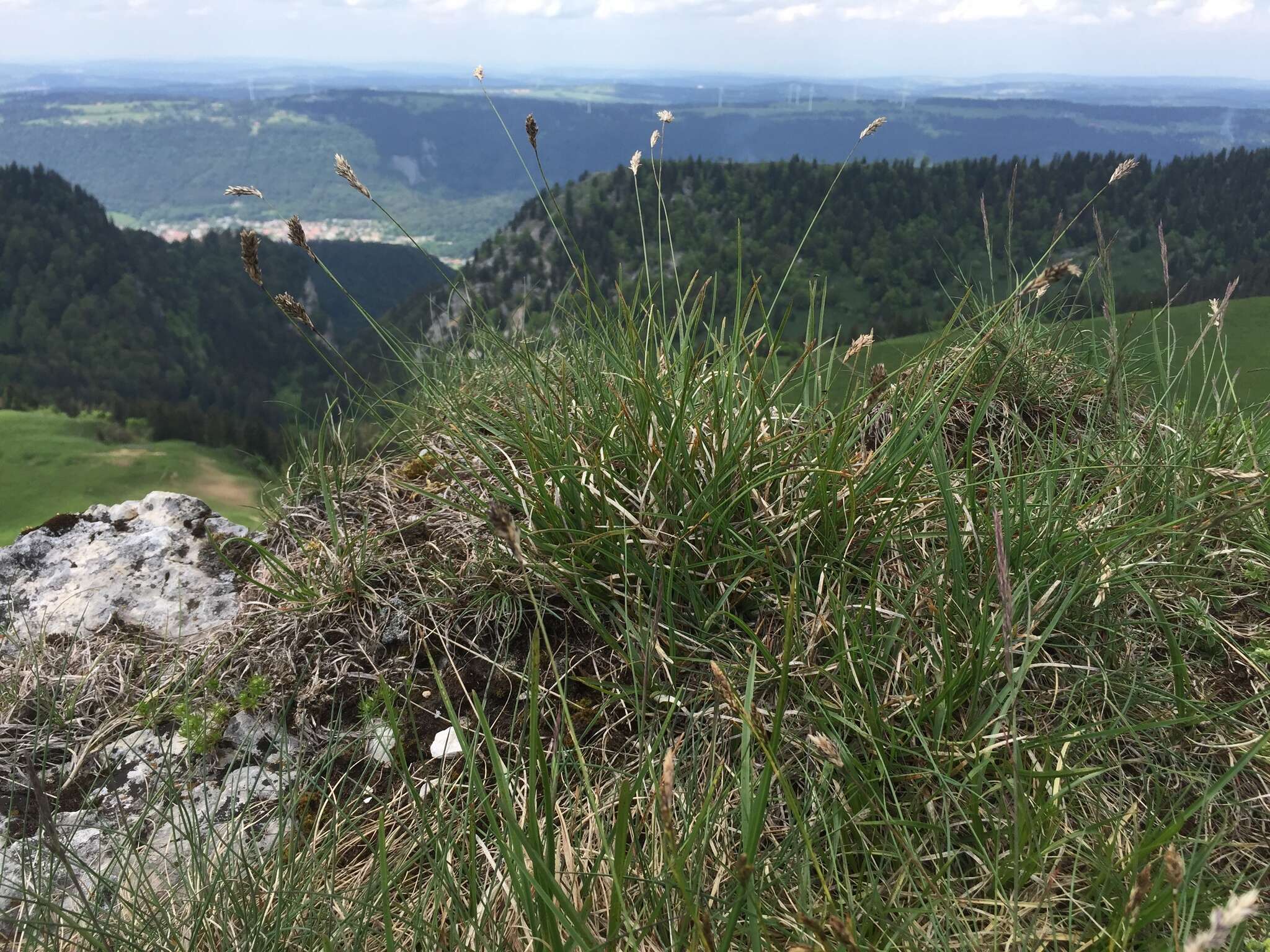 Imagem de Sesleria caerulea (L.) Ard.