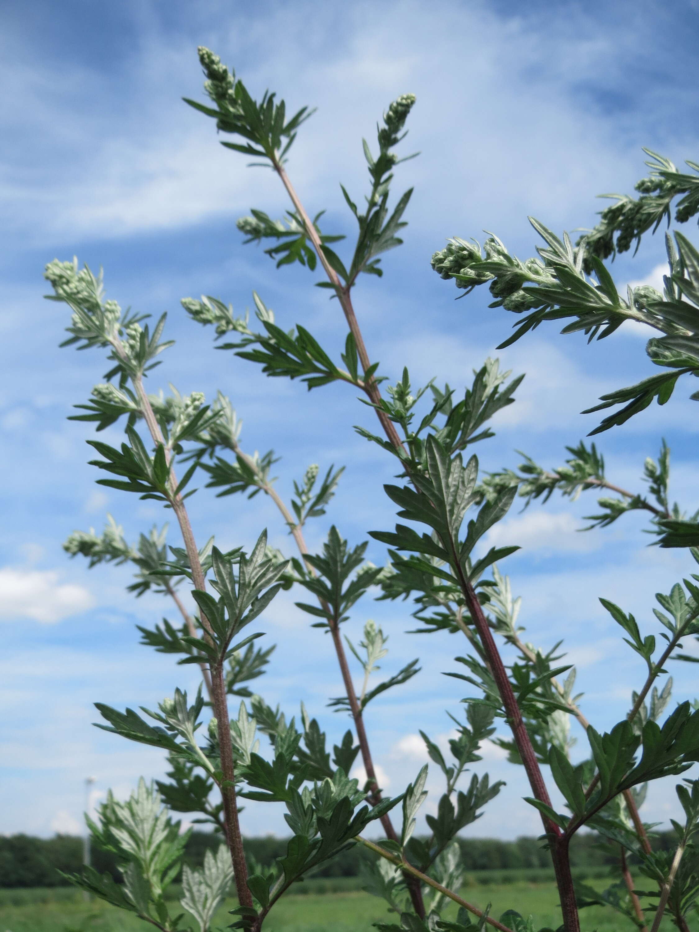 Image of common wormwood