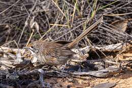 Imagem de Amytornis striatus (Gould 1840)