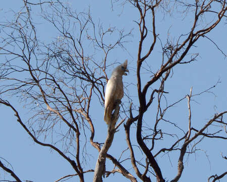 Image of Cacatua pastinator pastinator (Gould 1841)