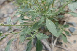 Image of Reseda aucheri Boiss.