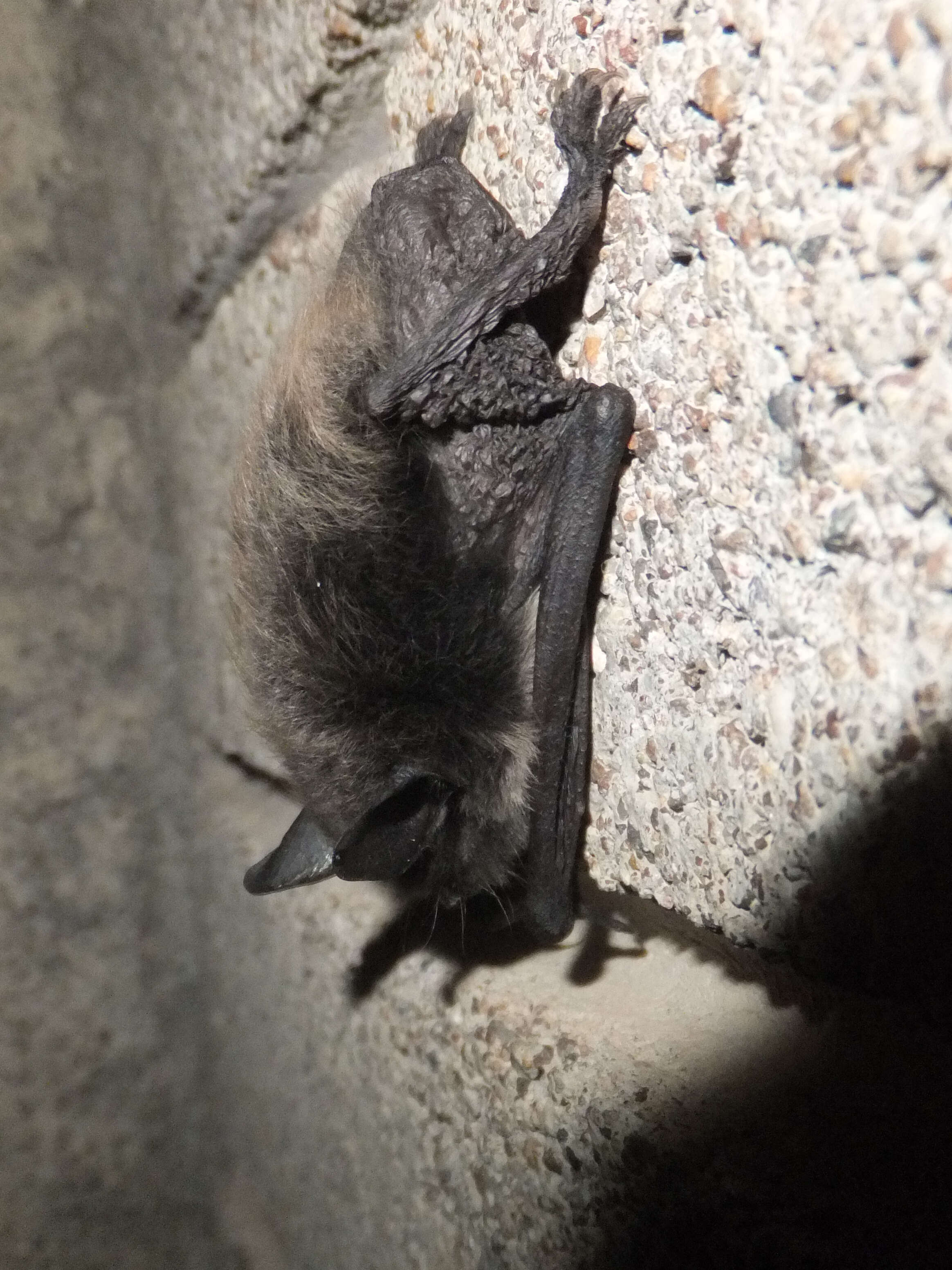 Image of Daubenton's Bat