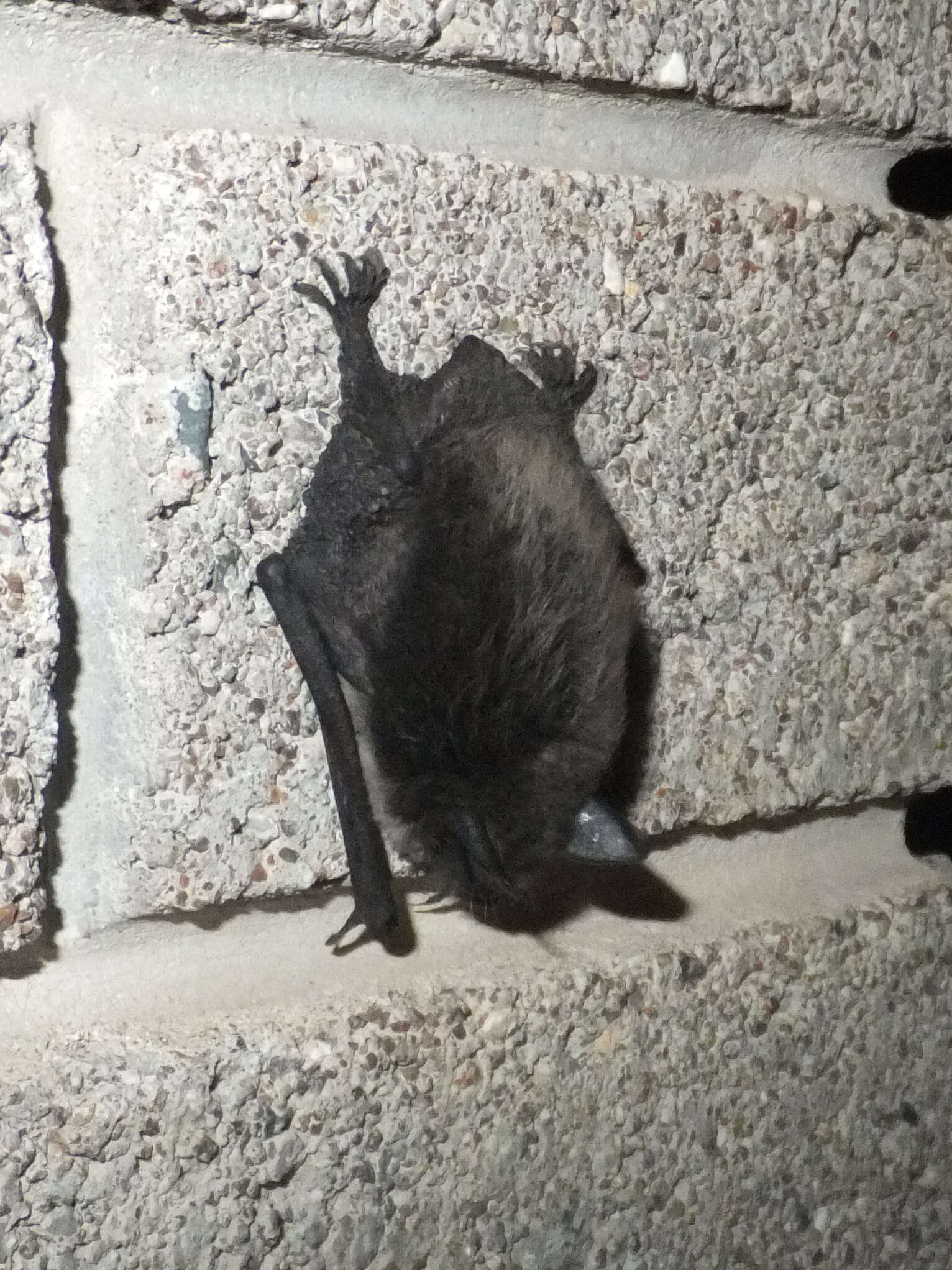 Plancia ëd Myotis daubentonii (Kuhl 1817)