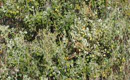 Chenopodium oahuense (Meyen) Aellen的图像