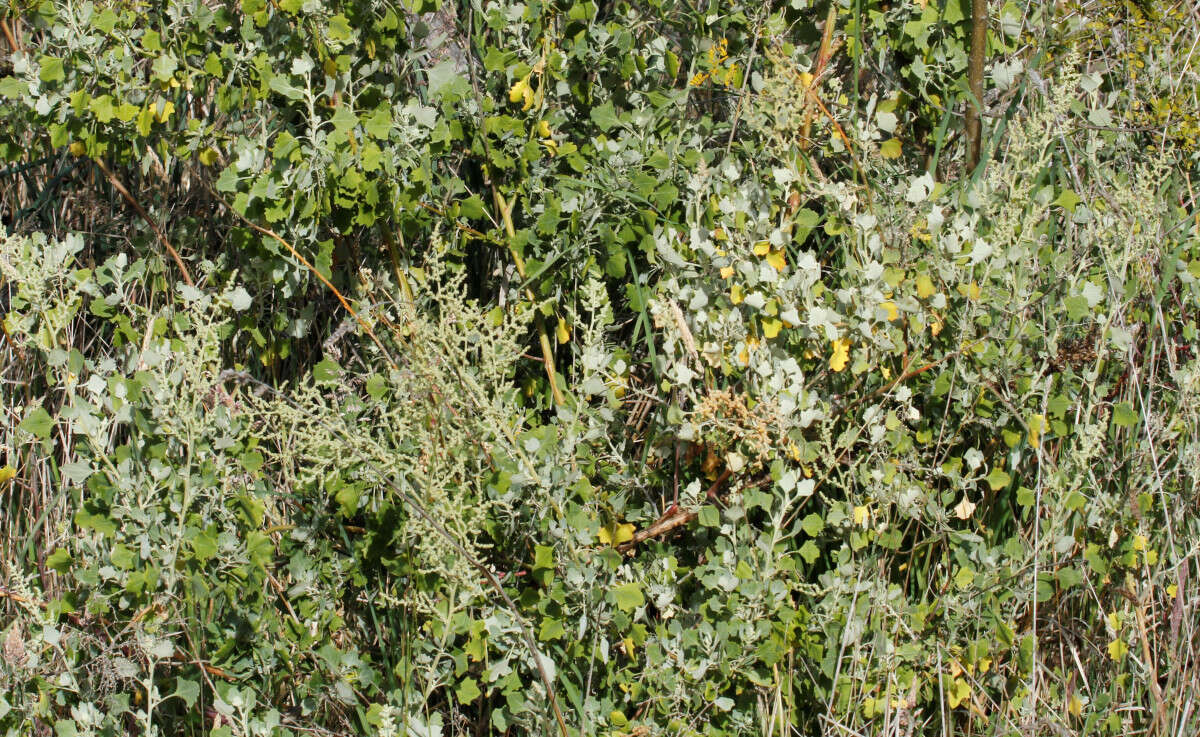 Chenopodium oahuense (Meyen) Aellen的图像
