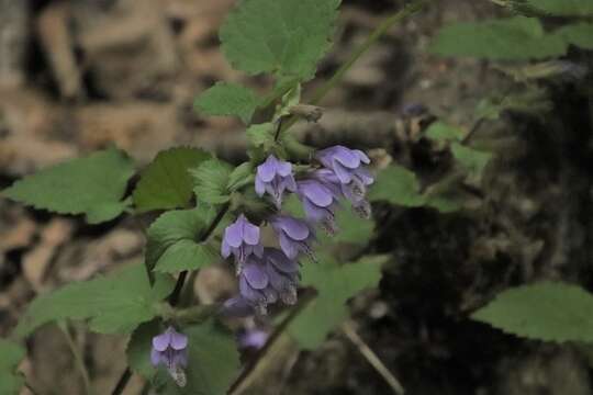 Image of Meehania urticifolia (Miq.) Makino