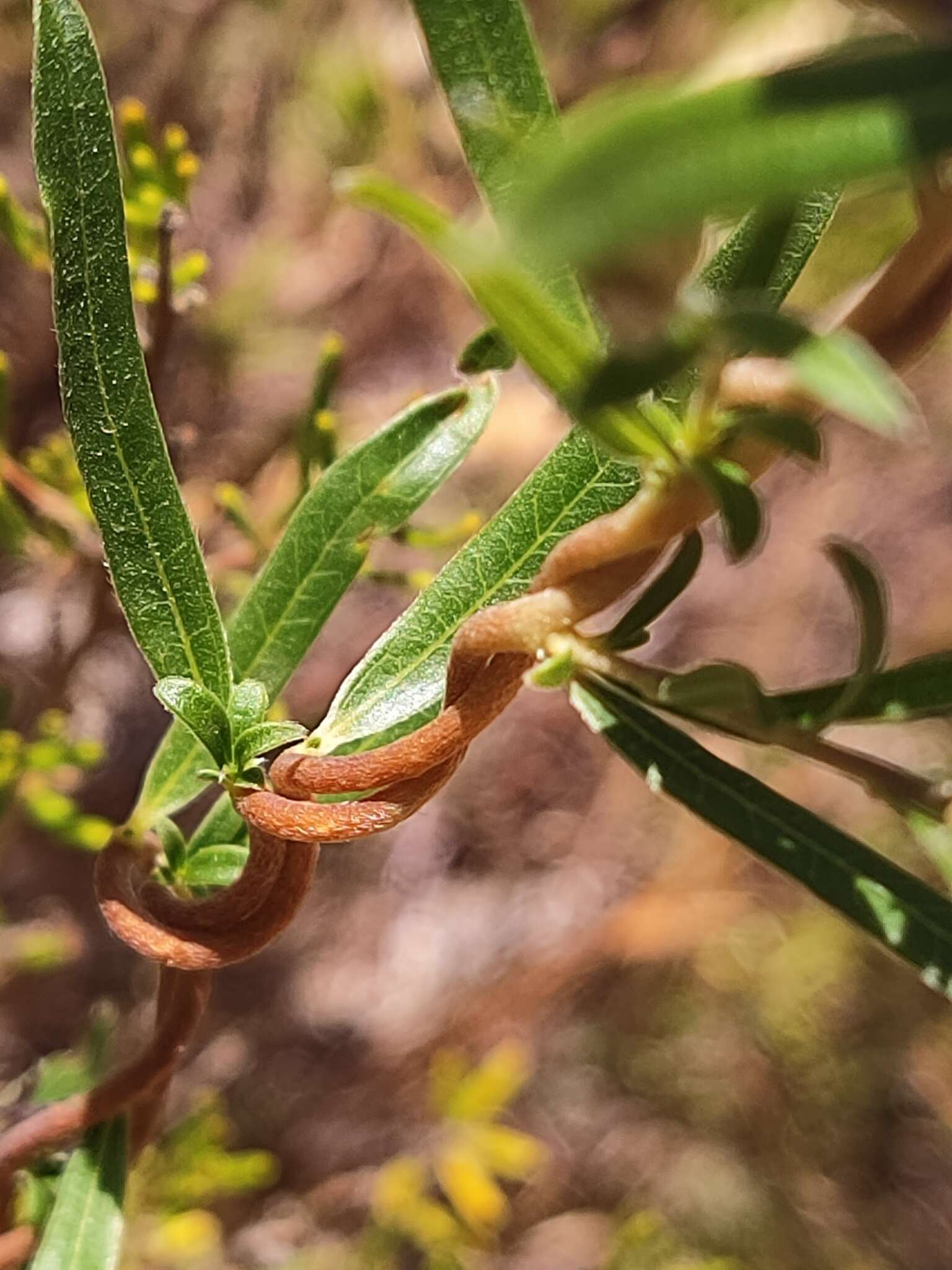 Imagem de Billardiera variifolia DC.