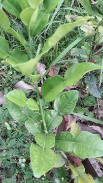 Image of Kaffir Lime