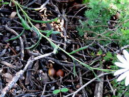 Image of White Dimorphotheca