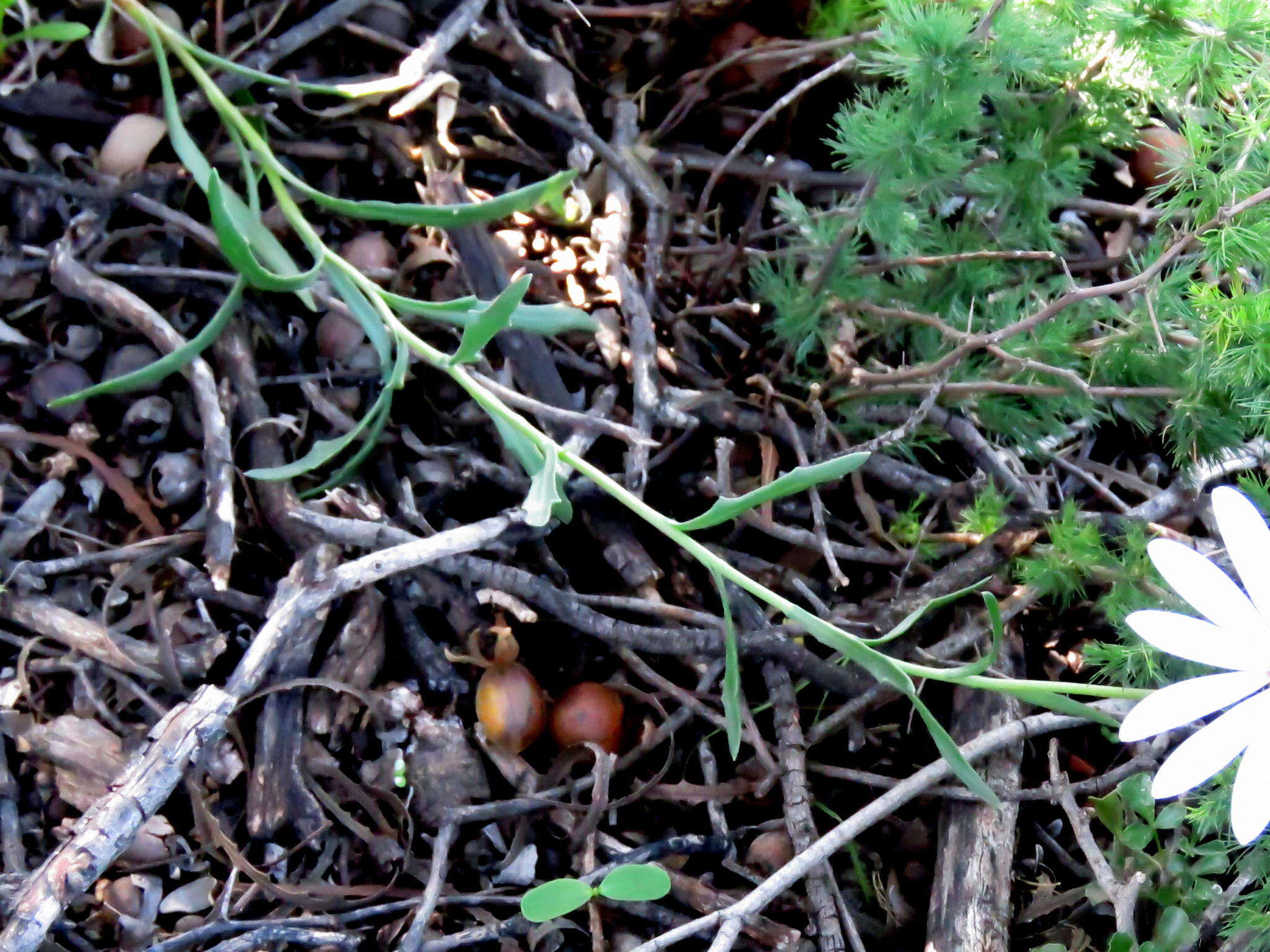 Image of White Dimorphotheca