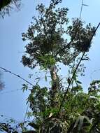 صورة Artocarpus kemando Miq.