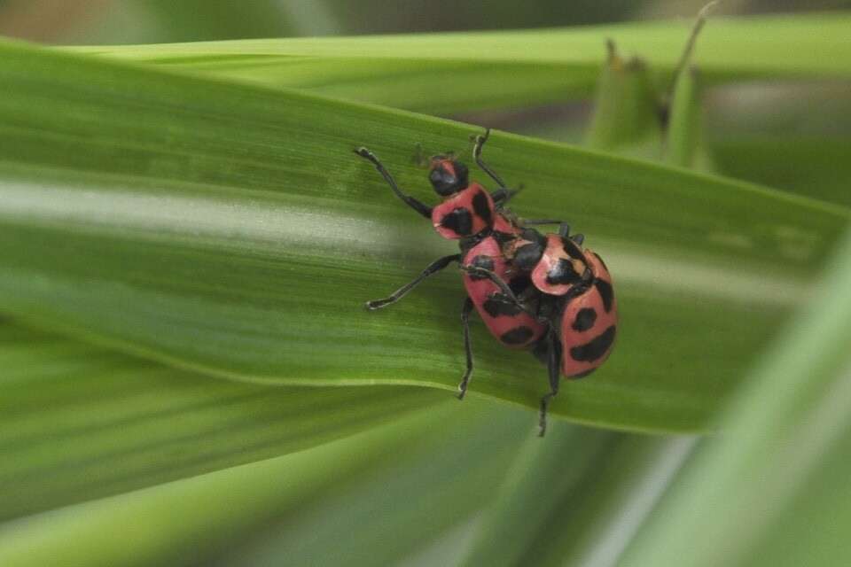 Image of Spotted Lady Beetle