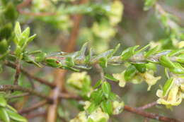 Image of Thymelaea lythroides Barratte & Murb.