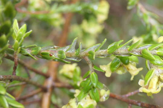 Слика од Thymelaea lythroides Barratte & Murb.