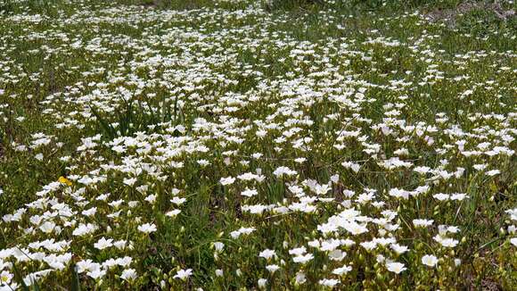 Imagem de Limnanthes alba subsp. parishii (Jeps.) Morin