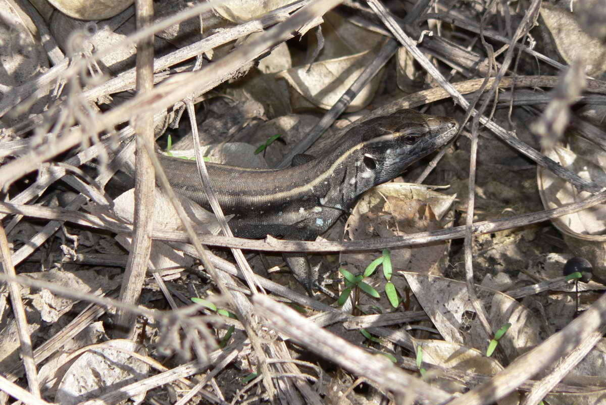 Image of Gallotia caesaris gomerae (Boettger & Müller 1914)