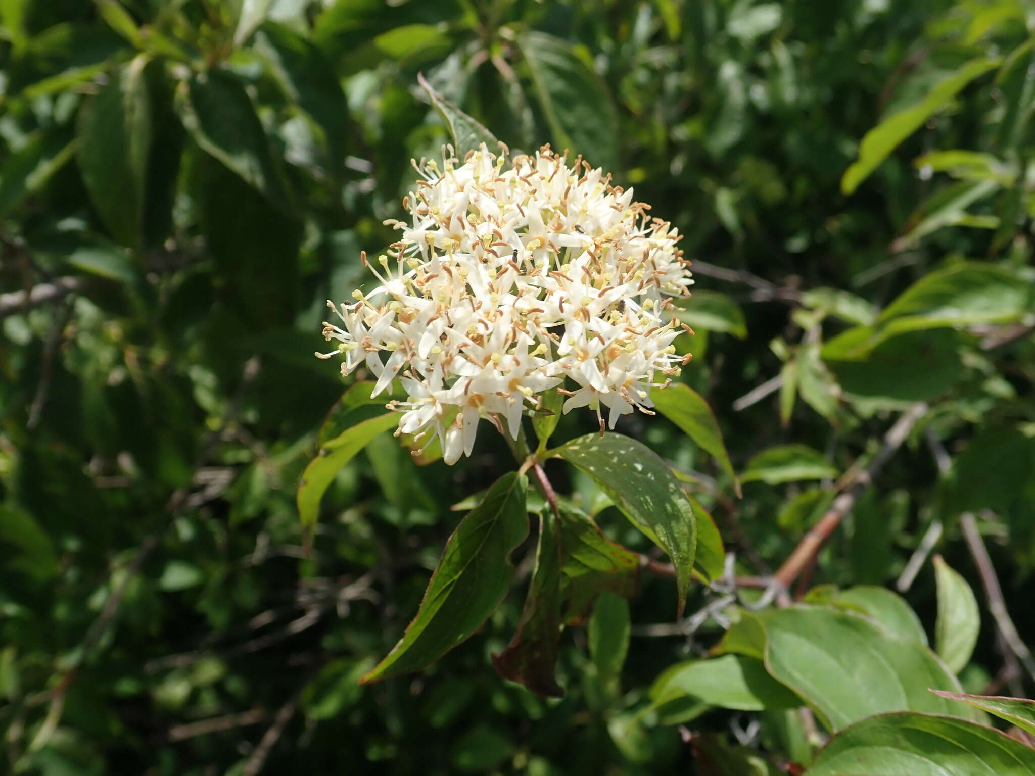 Image of Pale Dogwood