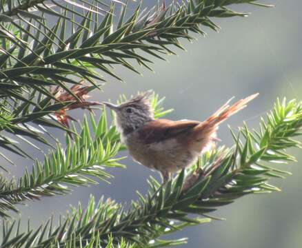 Image of Araucaria Tit-Spinetail