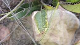 Image of Alepidea capensis (Berg.) R. A. Dyer