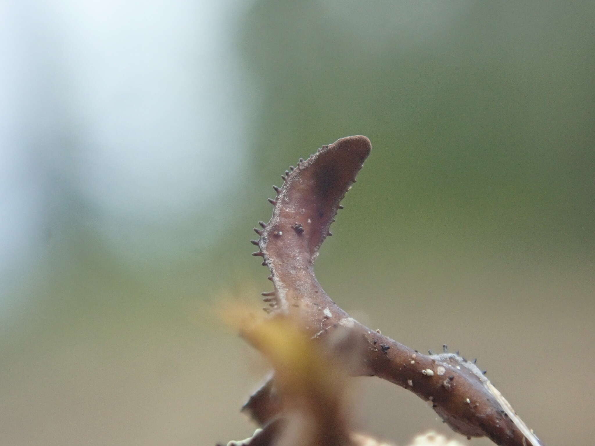 Image of cetraria lichen