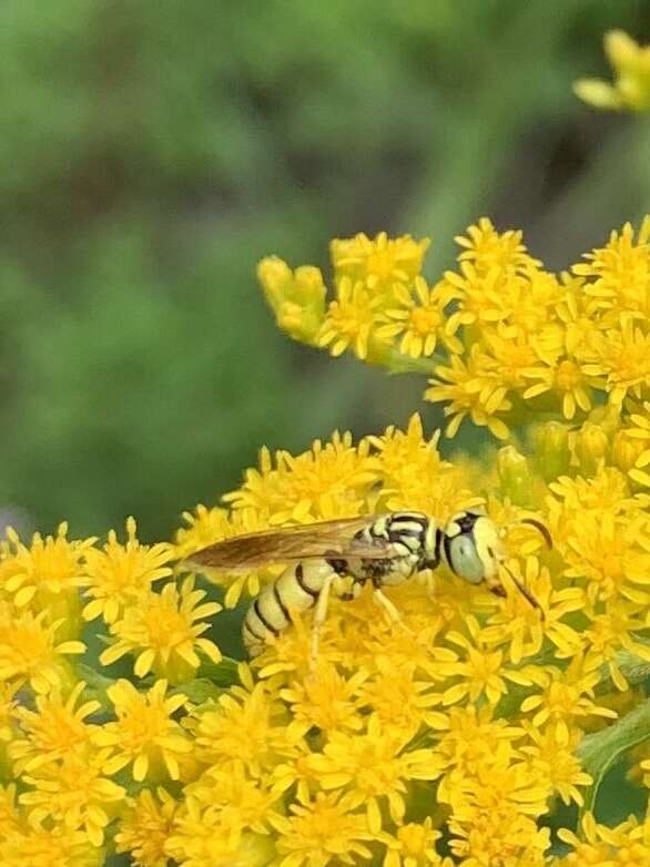 Philanthus multimaculatus Cameron 1891的圖片