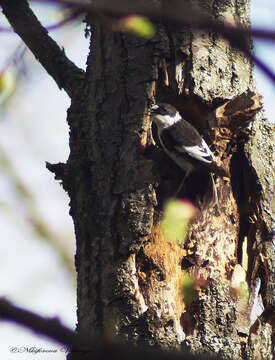 Image of Collared Flycatcher