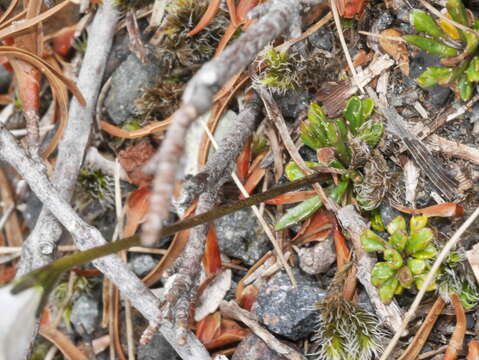 Image of Wahlenbergia pygmaea subsp. pygmaea