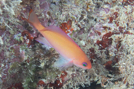 Image of Stocky anthias